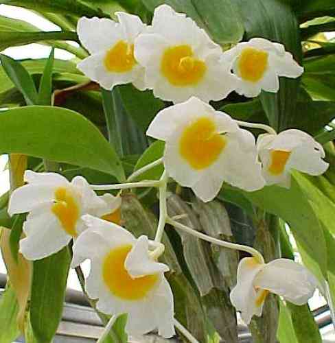 Dendrobium farmeri 